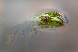 Bullfrog Logo