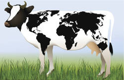 Geographic Cow Logo