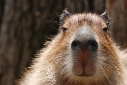 Angry Capybara Logo
