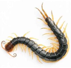 Celibate Centipedes Logo