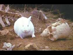 Killer Rabbit of Caerbannog Logo