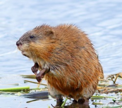 Saturday Midday Muskrat Logo