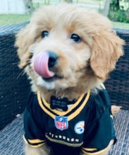 Fantasy Floozie Logo