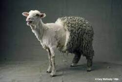 Sheared Sheep Logo