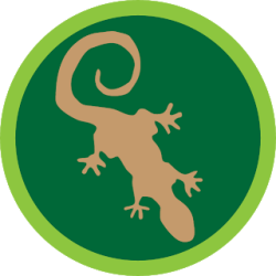Salamanders 8 Logo
