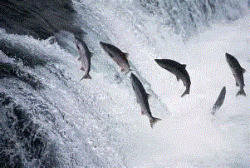 Grumpy Salmon Logo