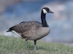 Canada Gooses Logo