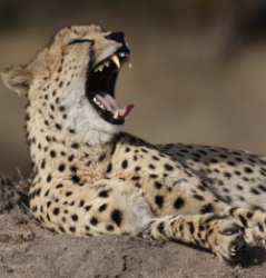Cheetah jr Logo
