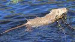 Canal Rat in WNY Logo