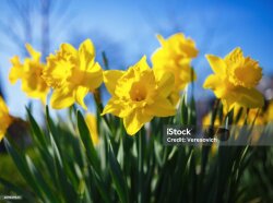 The Daffodils Logo