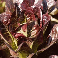 RED ROMAINE Logo