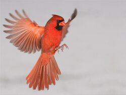 THE RED CARDINALS Logo