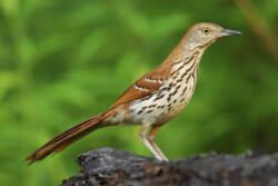 BROWN THRASHERS Logo