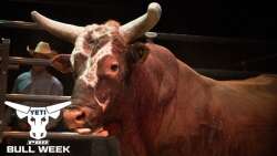 RIP Bushwacker Logo