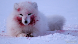 Arctic Fox Logo