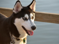 Alaskan Huskies Logo