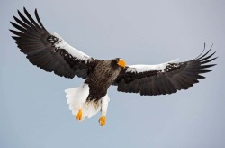 Screaming Eagles Logo