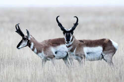 Pronghorns Logo