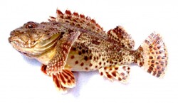 Scorpionfish 3 Logo