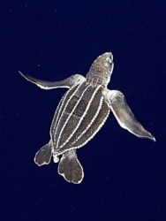 Leatherback Logo