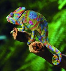 ,,,,,Chameleon Logo