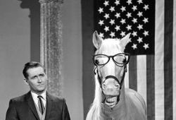Mr. Ed Logo