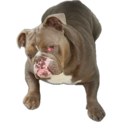 Sofia's Dynasty Dream Logo