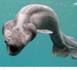 You like my team I can feel it! Logo