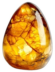 Eliminator Amber Logo