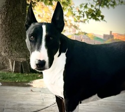 Highly Favored One Logo