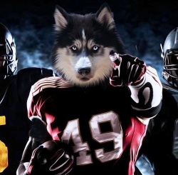 Wolf Of Ballstreet 1 Logo