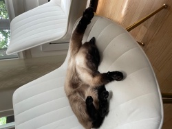 Moosey is the Best Cat! Logo