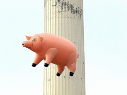 Flying Pig Logo