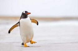 Penguins