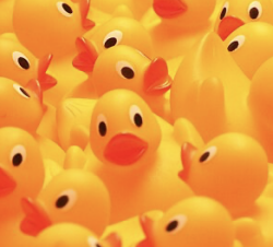 5 rubber duckies