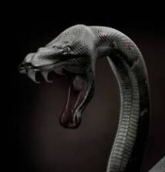 Black Mambas