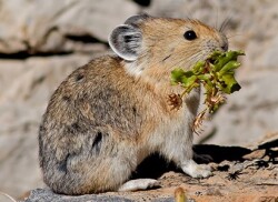 Pika