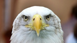 Bird of Prey 100-1