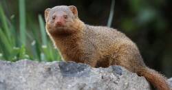 Mongoose_Nation