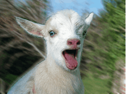 Billy The G.O.A.T. 4