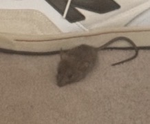 Mouse in the House logo