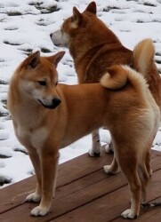 Zoe The Shiba logo