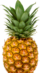 Pineapple Gymnasts Logo