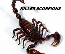 Killer Scorpions Logo