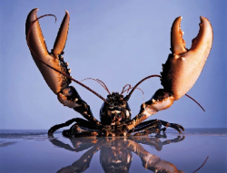 Lobster Killahs Logo