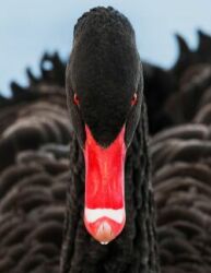 Black Swans Logo