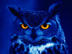 BARN OWLS Logo