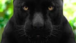 SHADOWKATT XIII: THEY NOT LIKE US Logo