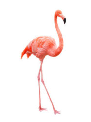 Philadelphia Flamingos Logo