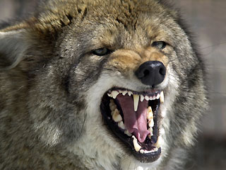 Wily Coyotes Logo